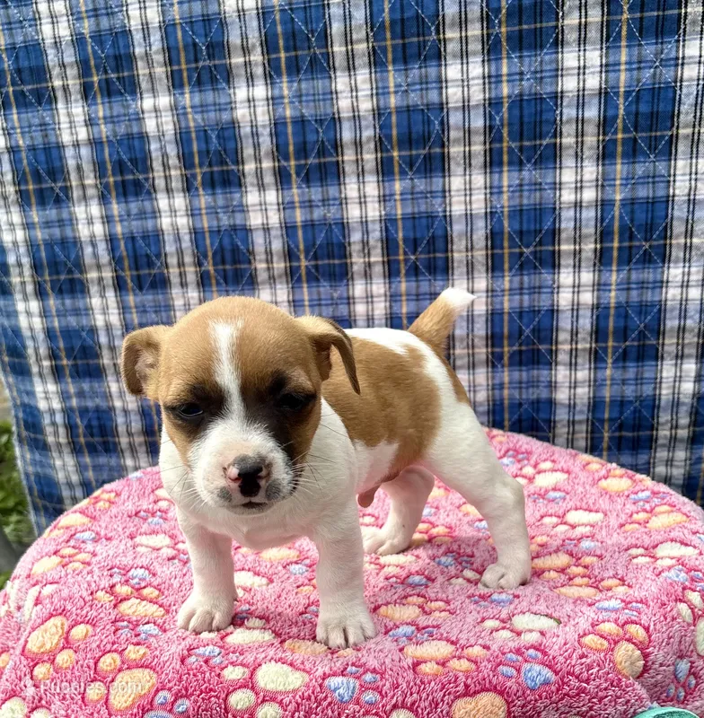 Jimmy purebred – Jack Russell Terrier puppy for sale in Cambridge City, IN