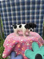 Jenny purebred, a female Jack Russell Terrier for sale in Cambridge City, IN – 9 of 10