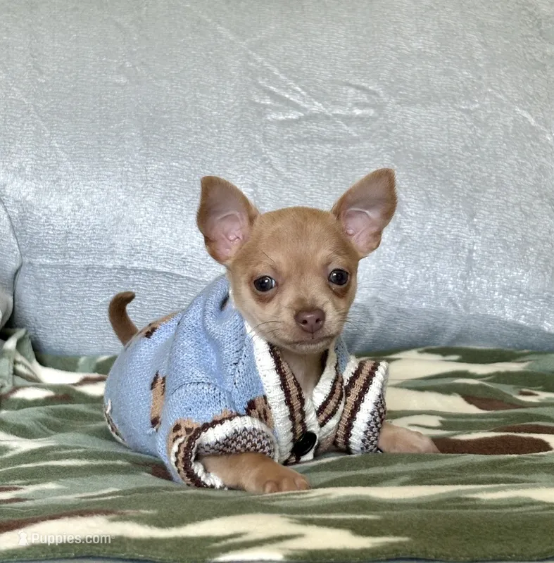 Rocky – Chihuahua puppy for sale in Cambridge City, IN
