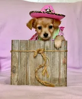Lil Red, a female Chihuahua and Miniature Dachshund for sale in Cambridge City, IN – 6 of 10