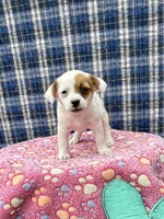Janice purebred, a female Jack Russell Terrier for sale in Cambridge City, IN – 4 of 9