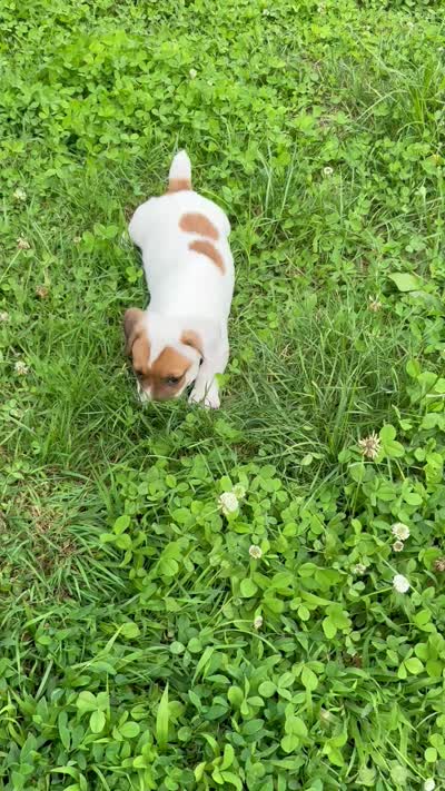Jamba purebred, a male Jack Russell Terrier for sale in Cambridge City, IN – 10 of 10