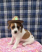 Jefferson purebred, a male Jack Russell Terrier for sale in Cambridge City, IN – 2 of 9