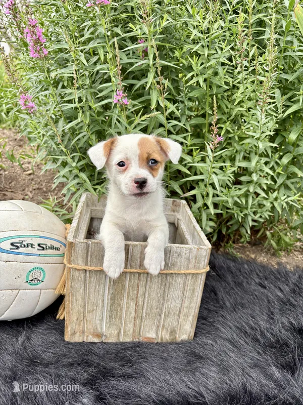 Janice purebred – Jack Russell Terrier puppy for sale in Cambridge City, IN