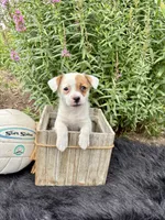 Janice purebred, a female Jack Russell Terrier for sale in Cambridge City, IN – 1 of 9