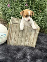 June purebred , a female Jack Russell Terrier for sale in Cambridge City, IN – 9 of 10