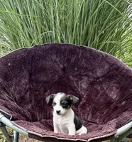 Jewel purebred, a female Jack Russell Terrier for sale in Cambridge City, IN – 7 of 9