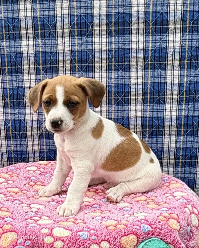 Jefferson purebred – Jack Russell Terrier puppy for sale in Cambridge City, IN