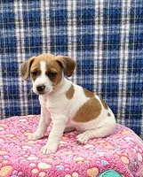 Jefferson purebred, a male Jack Russell Terrier for sale in Cambridge City, IN – 3 of 9