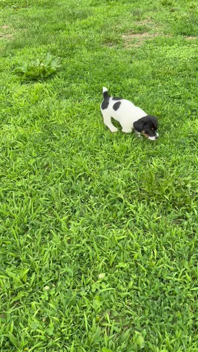 Jenny purebred, a female Jack Russell Terrier for sale in Cambridge City, IN – 10 of 10