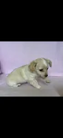 Sophia, a female Chihuahua and Miniature Dachshund for sale in Cambridge City, IN – 6 of 10