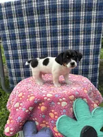 Jenny purebred, a female Jack Russell Terrier for sale in Cambridge City, IN – 7 of 10