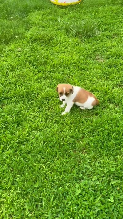 Jenny purebred, a female Jack Russell Terrier for sale in Cambridge City, IN – 5 of 10