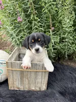 Jenny purebred, a female Jack Russell Terrier for sale in Cambridge City, IN – 5 of 10