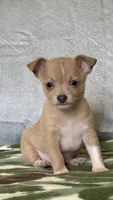 Rambo, a male Chihuahua for sale in Cambridge City, IN – 9 of 10