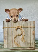 Rocky, a male Chihuahua for sale in Cambridge City, IN – 3 of 8