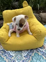 Janice purebred, a female Jack Russell Terrier for sale in Cambridge City, IN – 2 of 9