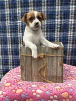 June purebred , a female Jack Russell Terrier for sale in Cambridge City, IN – 10 of 10