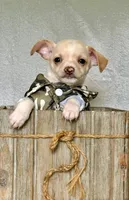 Ranger, a male Chihuahua and Miniature Dachshund for sale in Cambridge City, IN – 3 of 10