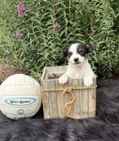 Jewel purebred, a female Jack Russell Terrier for sale in Cambridge City, IN – 5 of 9