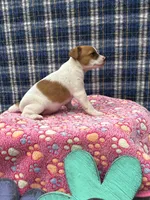 June purebred , a female Jack Russell Terrier for sale in Cambridge City, IN – 7 of 10