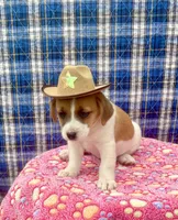 Jenny purebred, a female Jack Russell Terrier for sale in Cambridge City, IN – 8 of 10