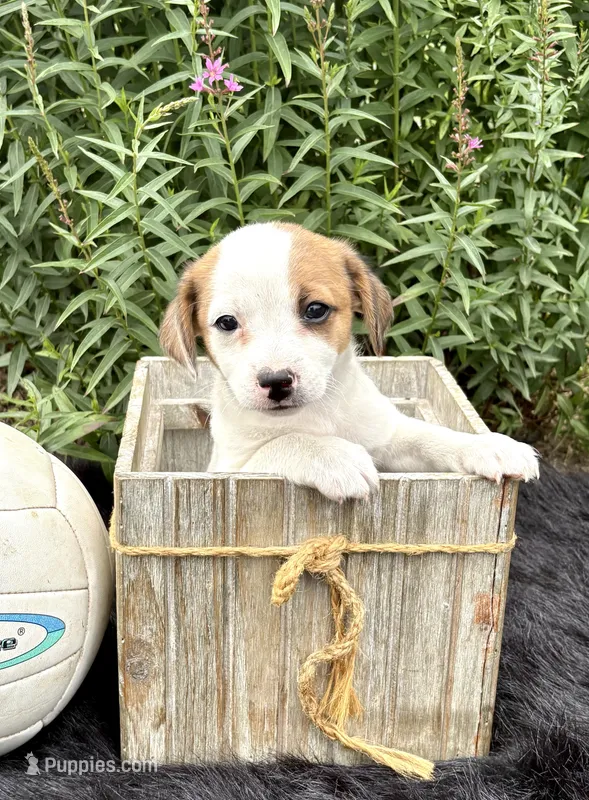 Joy purebred – Jack Russell Terrier puppy for sale in Cambridge City, IN