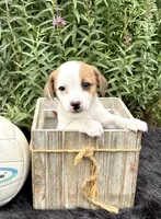 Joy purebred, a female Jack Russell Terrier for sale in Cambridge City, IN – 1 of 9