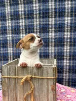 June purebred , a female Jack Russell Terrier for sale in Cambridge City, IN – 3 of 10