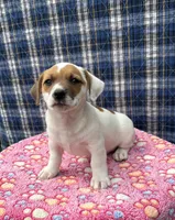 Jamba purebred, a male Jack Russell Terrier for sale in Cambridge City, IN – 2 of 10