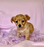 Lil Red, a female Chihuahua and Miniature Dachshund for sale in Cambridge City, IN – 5 of 10