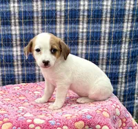 Joy purebred, a female Jack Russell Terrier for sale in Cambridge City, IN – 4 of 9