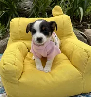 Jewel purebred, a female Jack Russell Terrier for sale in Cambridge City, IN – 4 of 9