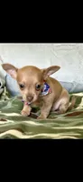 Rocky, a male Chihuahua for sale in Cambridge City, IN – 4 of 8
