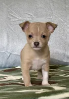Rambo, a male Chihuahua for sale in Cambridge City, IN – 8 of 10
