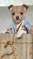 Rambo, a male Chihuahua for sale in Cambridge City, IN – 2 of 10