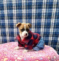 Jimmy purebred, a male Jack Russell Terrier for sale in Cambridge City, IN – 2 of 8