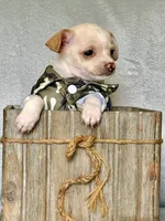 Ranger, a male Chihuahua and Miniature Dachshund for sale in Cambridge City, IN – 8 of 10