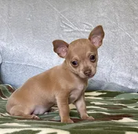 Rambo, a male Chihuahua for sale in Cambridge City, IN – 3 of 10