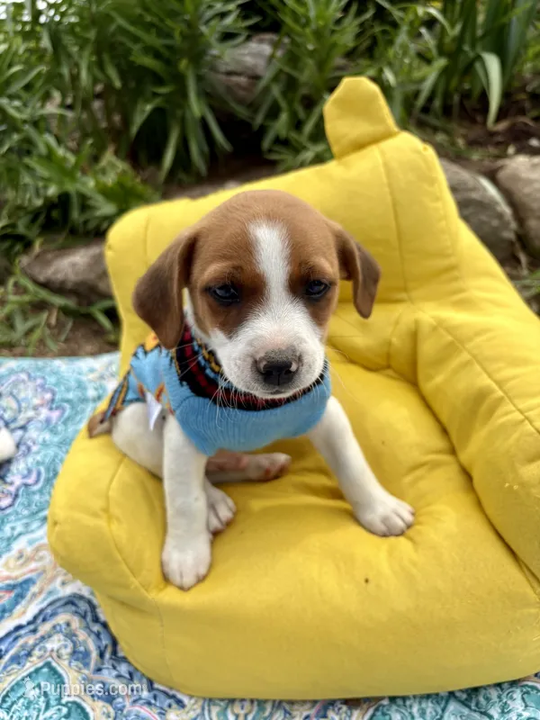 Jefferson purebred, a male Jack Russell Terrier for sale in Cambridge City, IN – 1 of 9