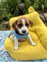 Jefferson purebred, a male Jack Russell Terrier for sale in Cambridge City, IN – 1 of 9