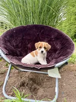 Jenny purebred, a female Jack Russell Terrier for sale in Cambridge City, IN – 10 of 10