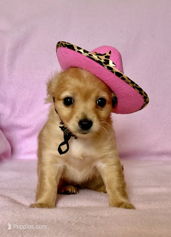 Lil Red – Chihuahua, Miniature Dachshund puppy for sale in Cambridge City, IN