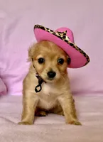 Lil Red, a female Chihuahua and Miniature Dachshund for sale in Cambridge City, IN – 1 of 10