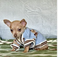 Rocky, a male Chihuahua for sale in Cambridge City, IN – 2 of 8
