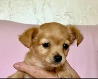 Lil Red, a female Chihuahua and Miniature Dachshund for sale in Cambridge City, IN – 2 of 10