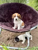Jefferson purebred, a male Jack Russell Terrier for sale in Cambridge City, IN – 8 of 9