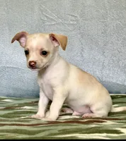 Ranger, a male Chihuahua and Miniature Dachshund for sale in Cambridge City, IN – 4 of 10