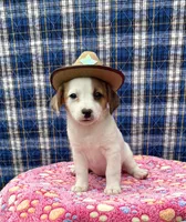 Joy purebred, a female Jack Russell Terrier for sale in Cambridge City, IN – 6 of 9