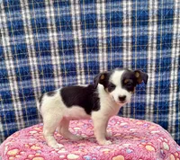 Jewel purebred, a female Jack Russell Terrier for sale in Cambridge City, IN – 2 of 9